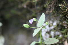 Torenia lindernioides